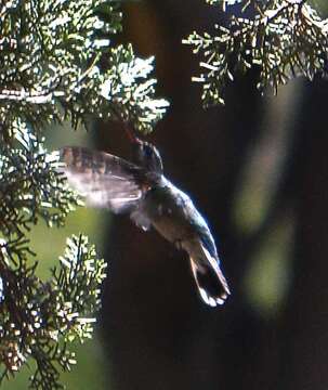 Image de Cynanthus latirostris propinquus Moore & RT 1939