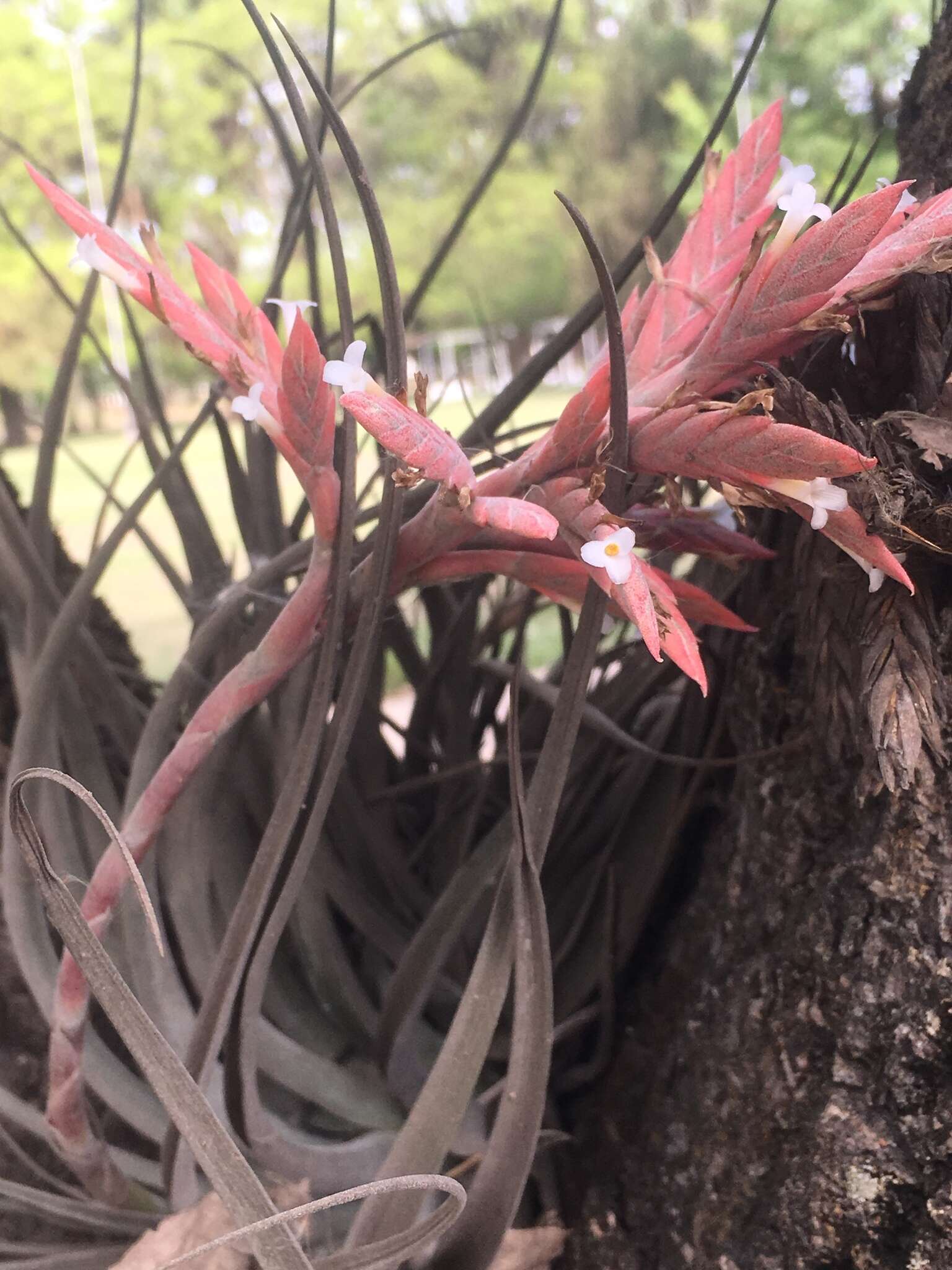 Image of Tillandsia didisticha (É. Morren) Baker