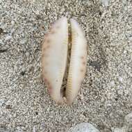 Image of jester cowrie