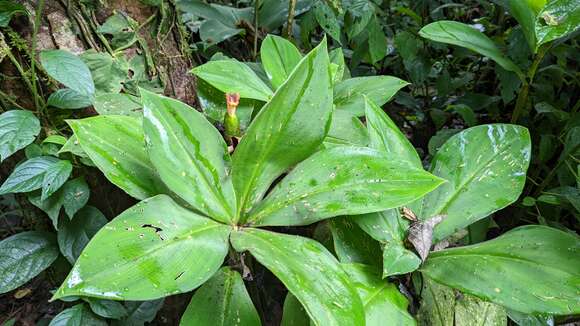 Image of stepladder ginger