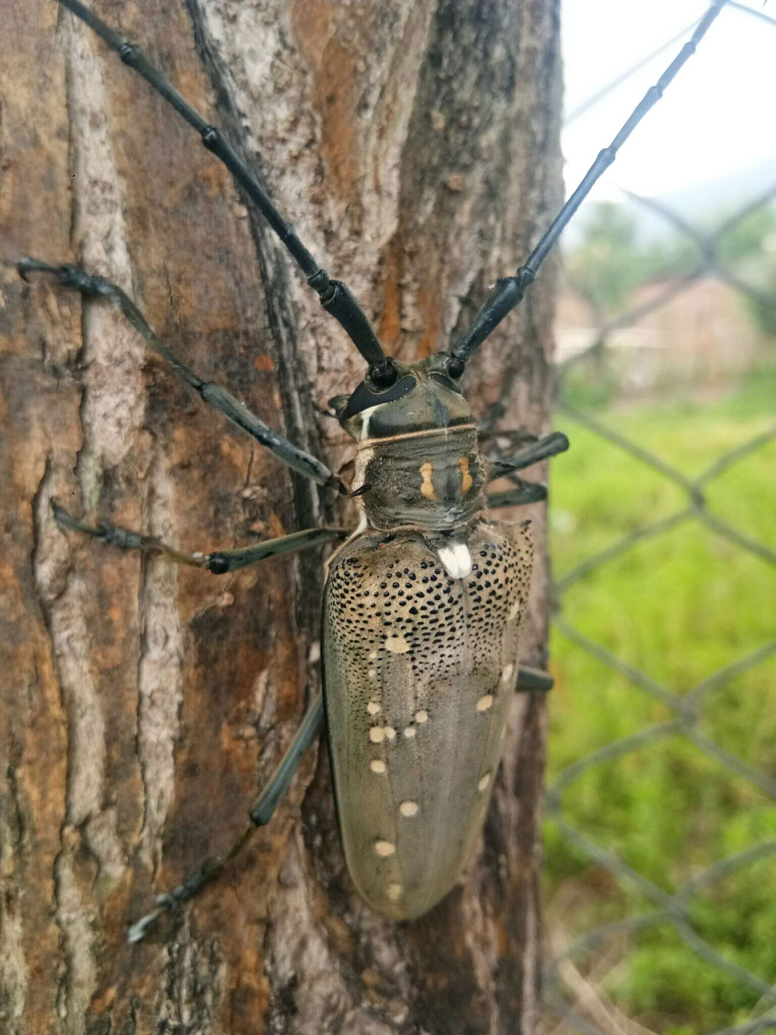 Image of Batocera rufomaculata (Degeer 1775)