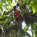 Image of Lattice-tailed Trogon