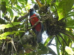 Image of Lattice-tailed Trogon