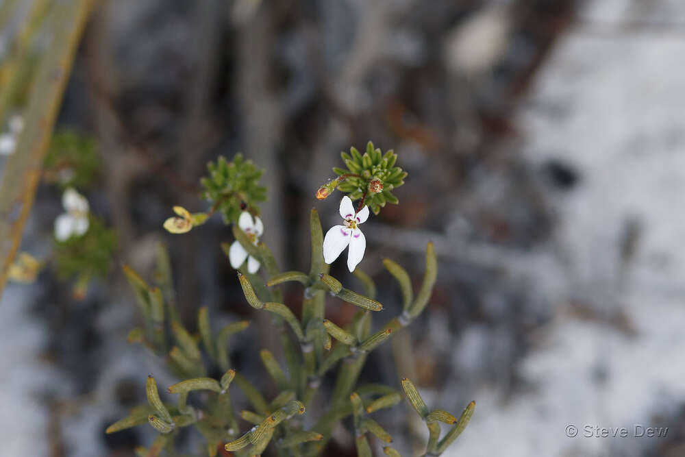 Image of Stylidium repens R. Br.