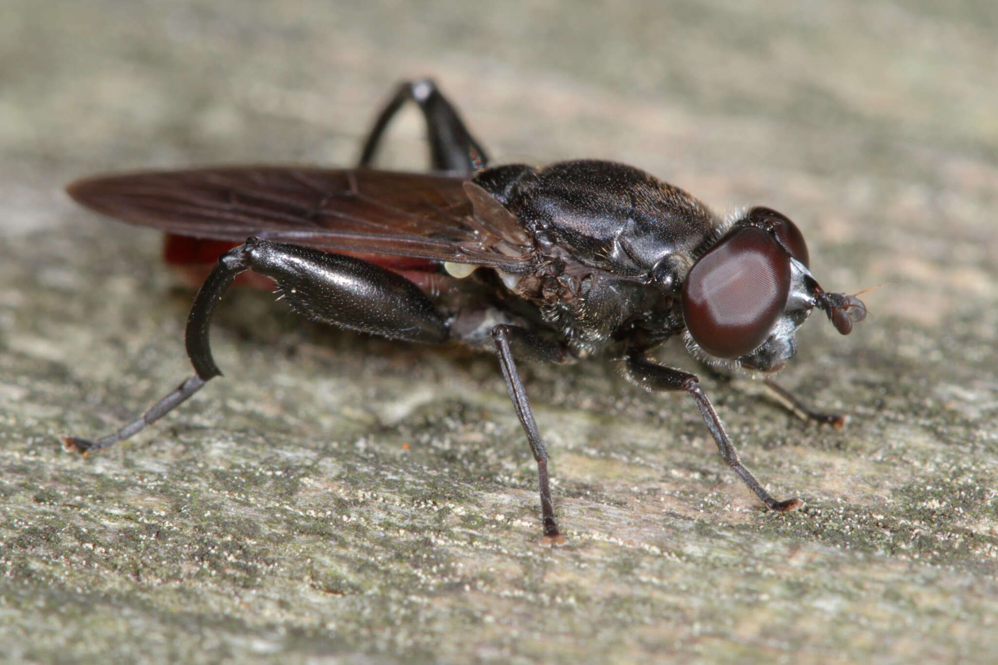 Image of Chalcosyrphus piger (Fabricius 1794)