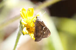 Image of Acacia Skipper