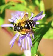 Image of Andrena robervalensis Mitchell 1960