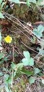 Image de Potentilla matsumurae Th. Wolf