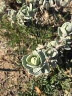 Image of beach saltbush