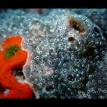 Image of Diplosoma spongiforme (Giard 1872)