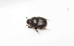 Слика од Euonthophagus atramentarius (Ménétriès 1832)