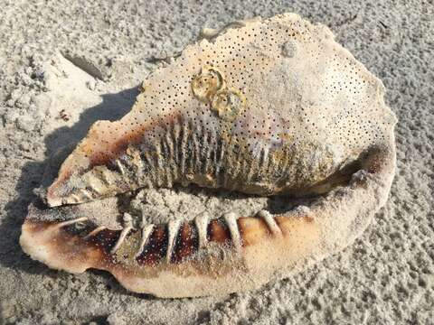 Image of cameo helmet