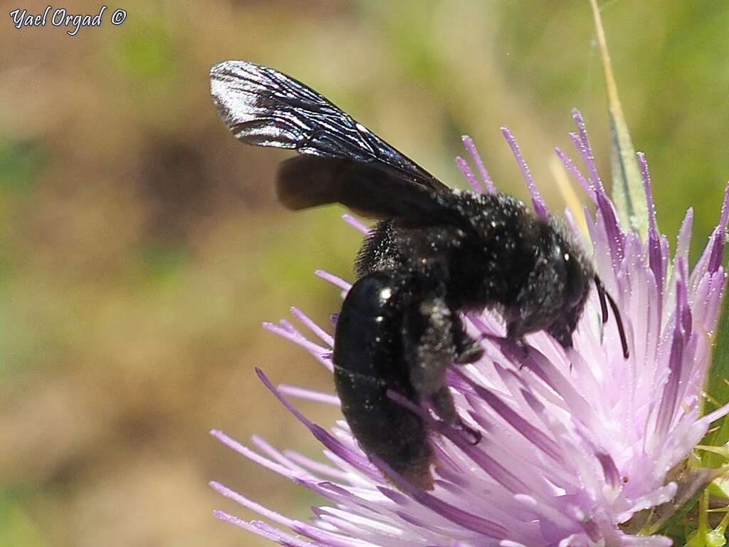 Image of Andrena pyropygia Kriechbaumer 1873