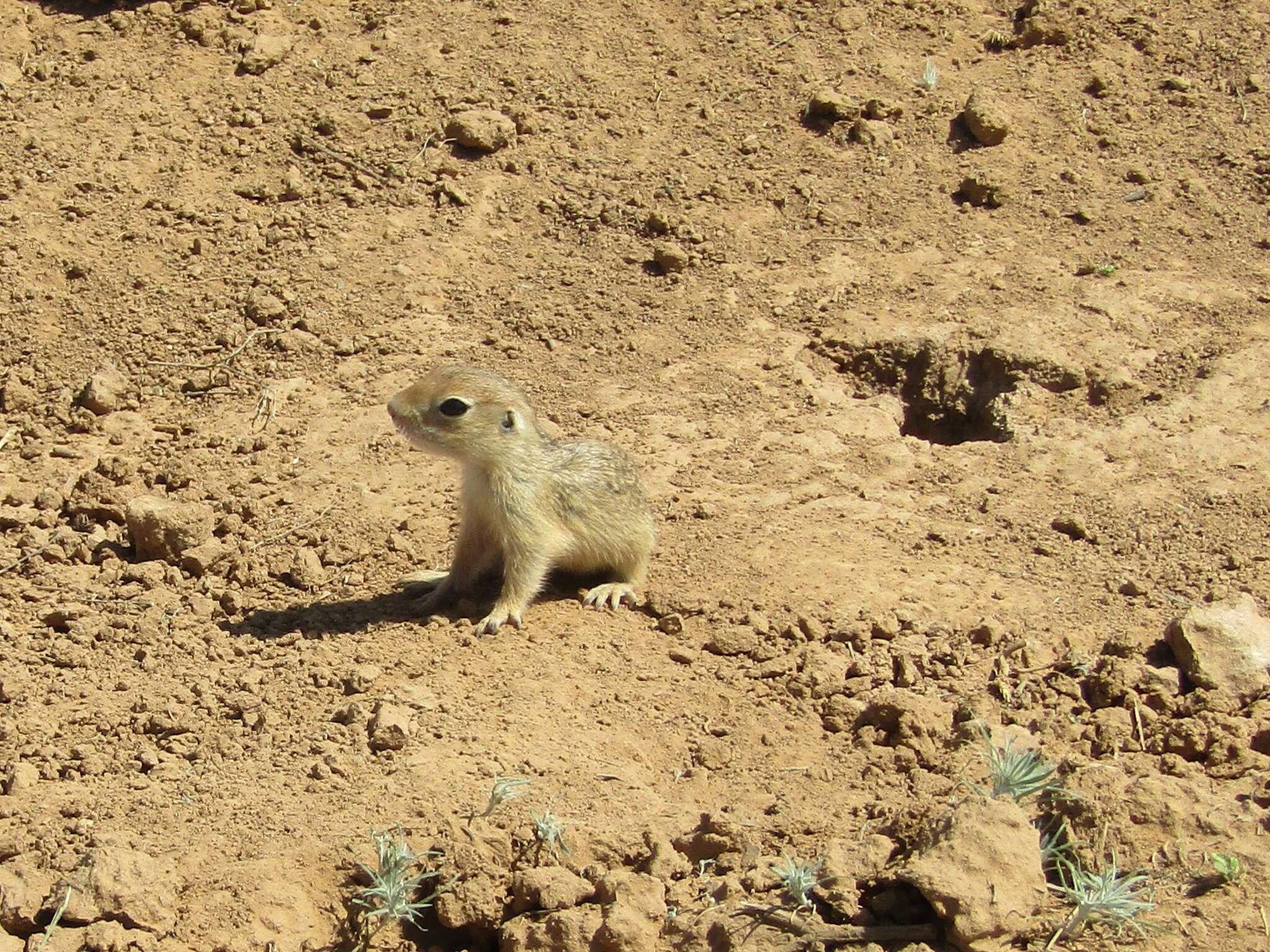 Image of Little Ground Squirrel