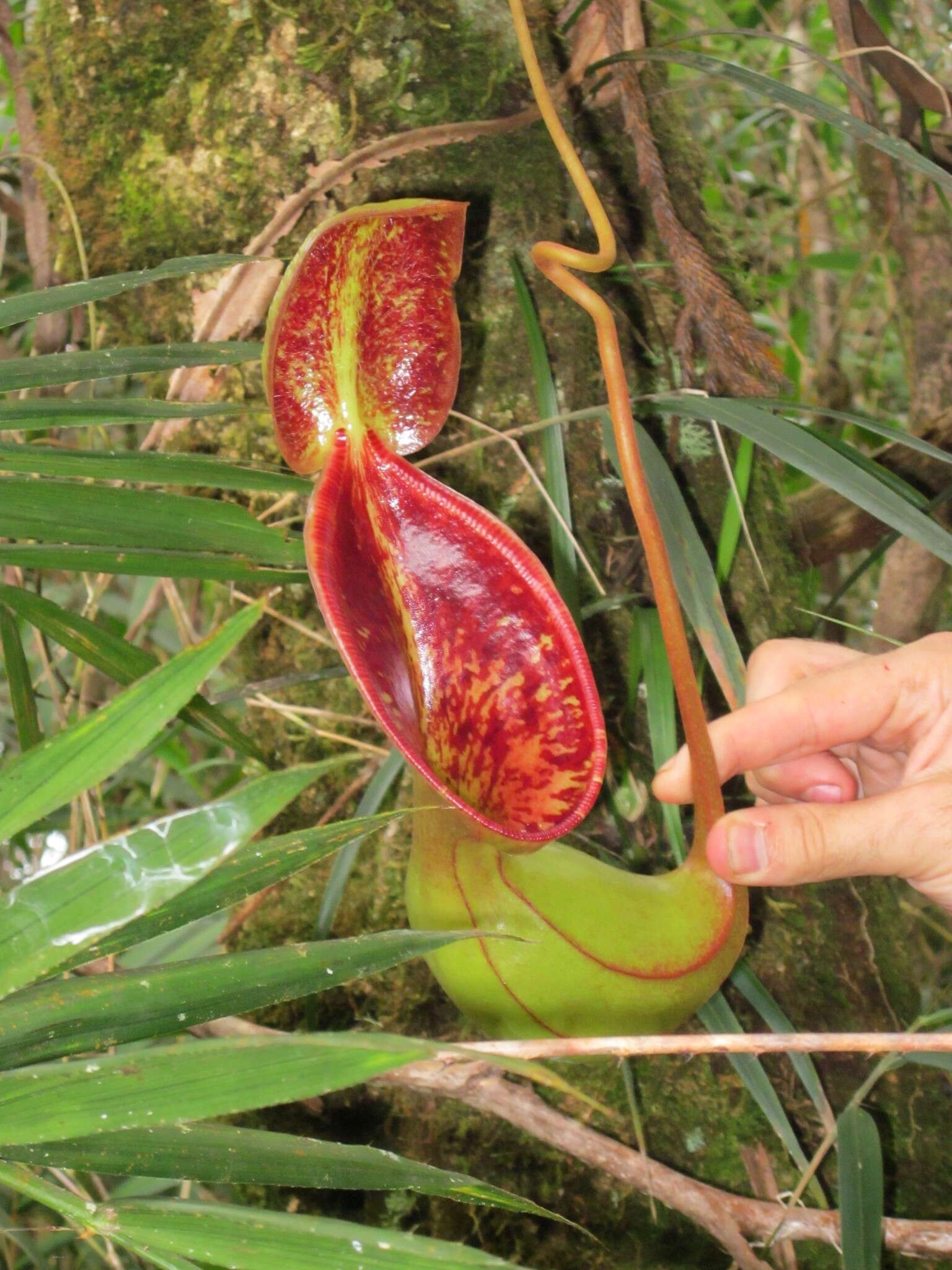 Слика од Nepenthes lowii Hook. fil.