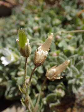 صورة Cerastium pyrenaicum Gay