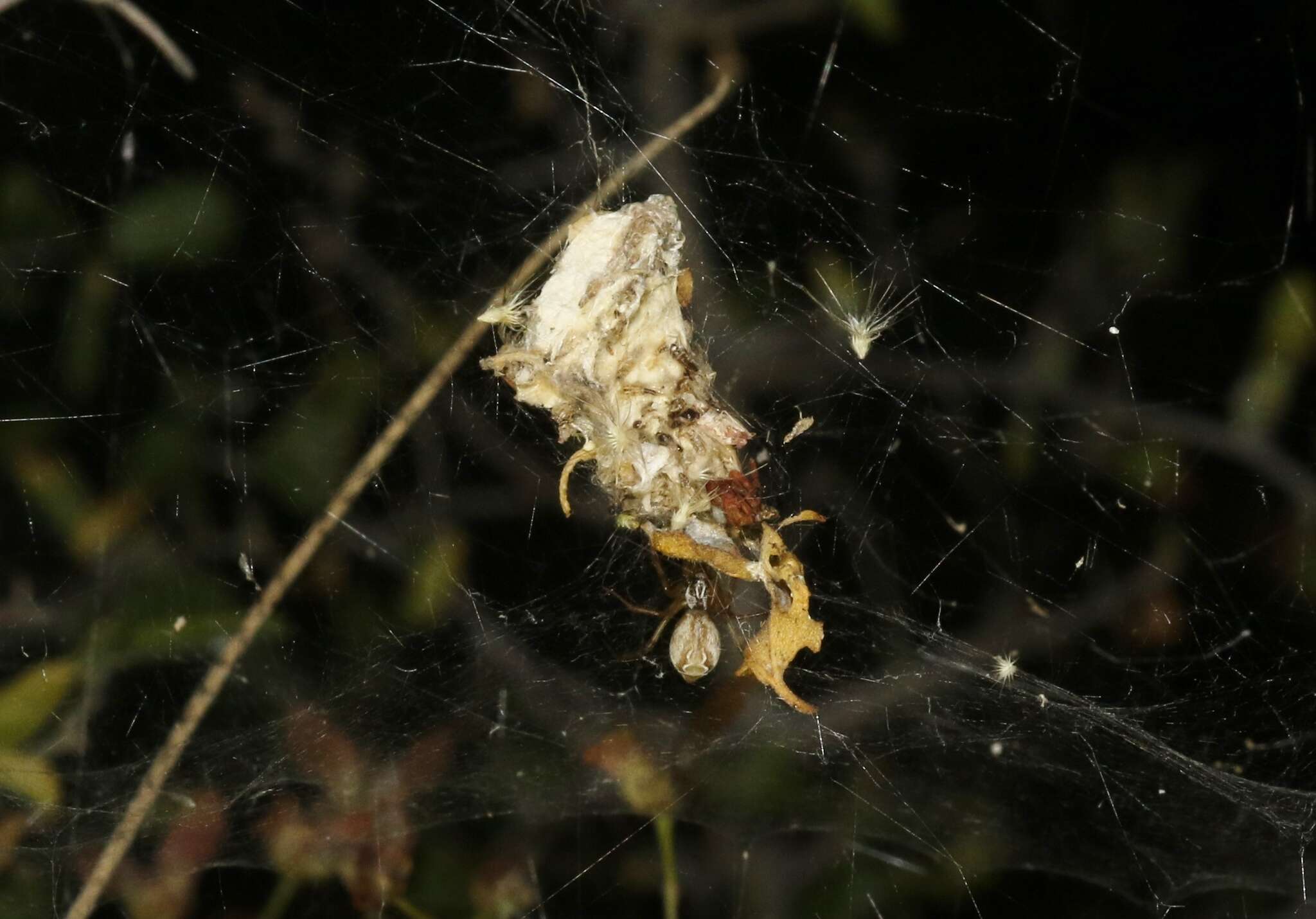 Image of Diguetia albolineata (O. Pickard-Cambridge 1895)