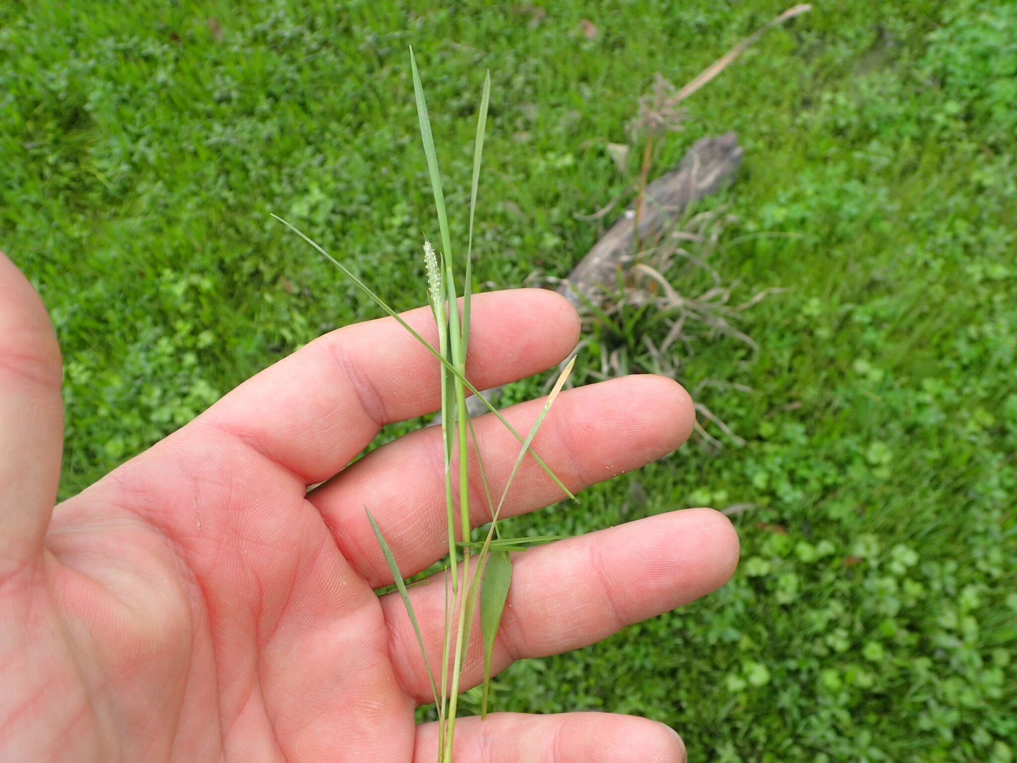 Image of Carolina foxtail