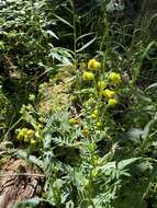 Image of nodding ragwort