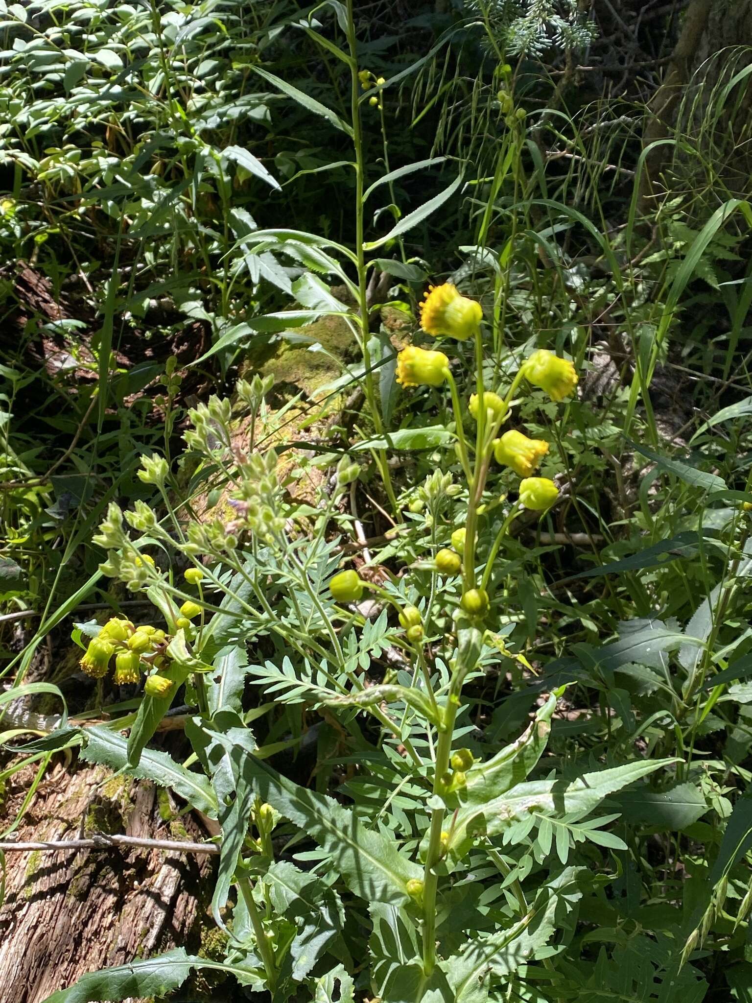 Image of nodding ragwort