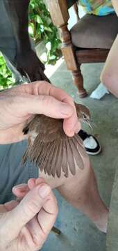 Image of Northern Brownbul