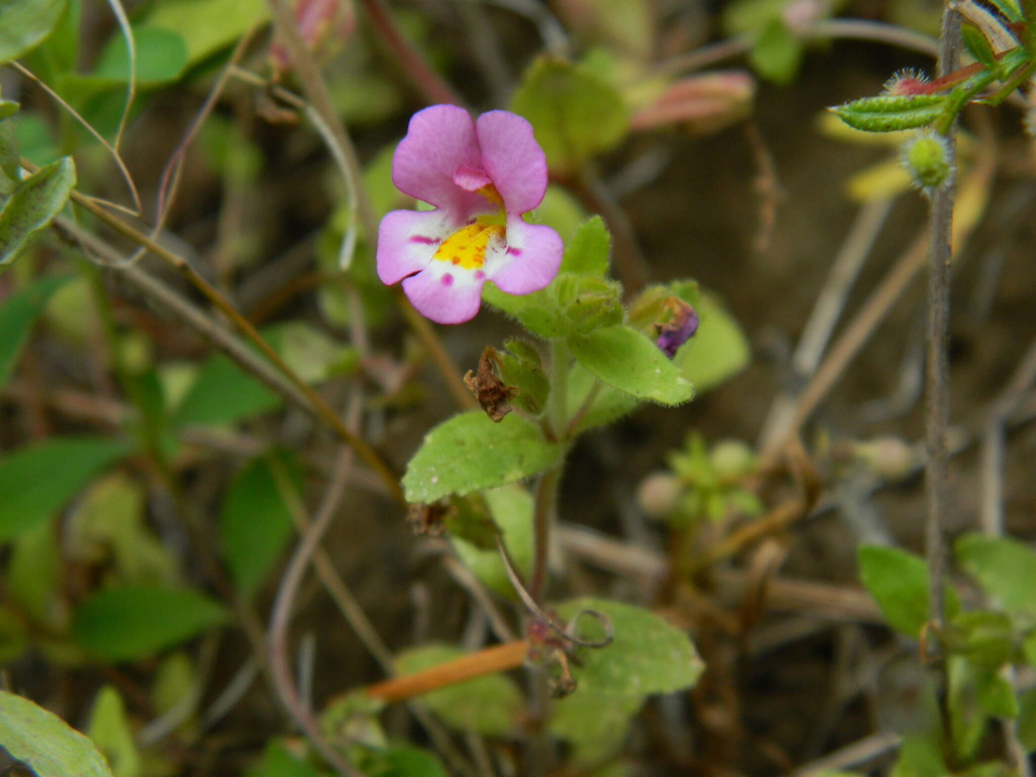 Слика од Diplacus clivicola (Greenm.) G. L. Nesom