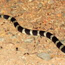 Image of Mexican Short-tail Snake