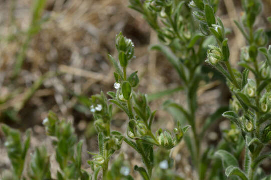 Lappula occidentalis var. cupulata (A. Gray) Higgins resmi