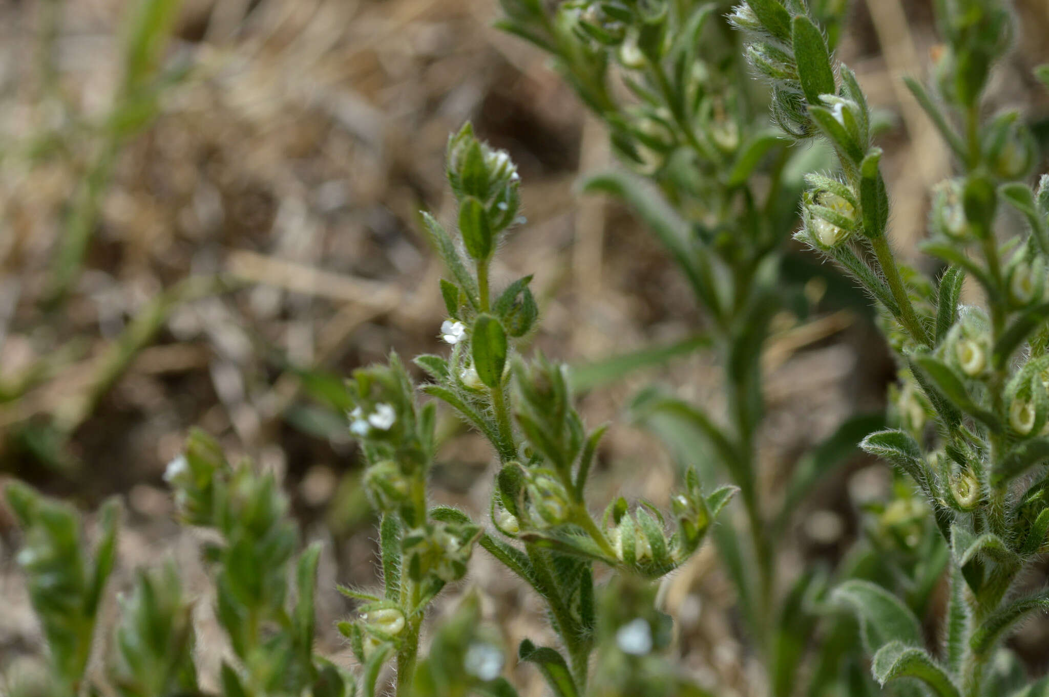 Image of flatspine stickseed