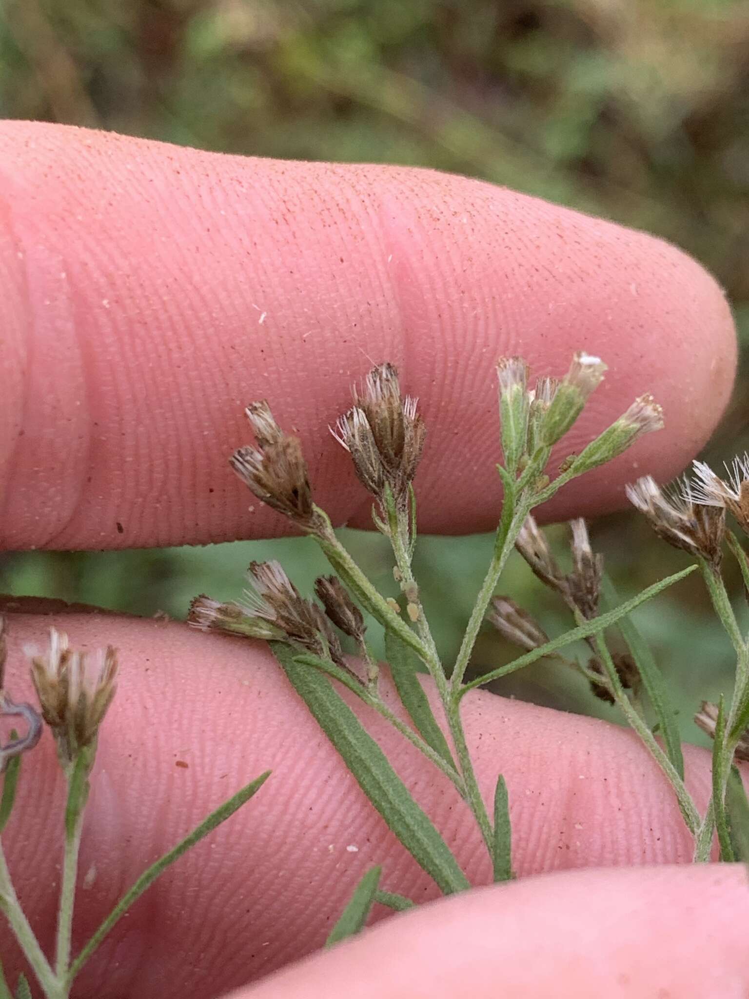 Image of thoroughwort