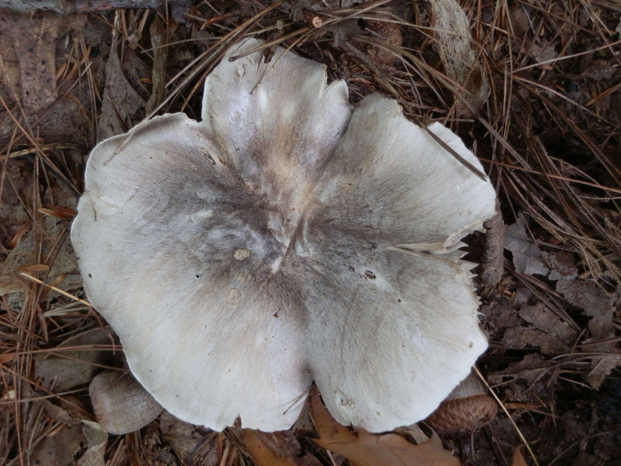 Image of Tricholoma pullum Ovrebo 1989