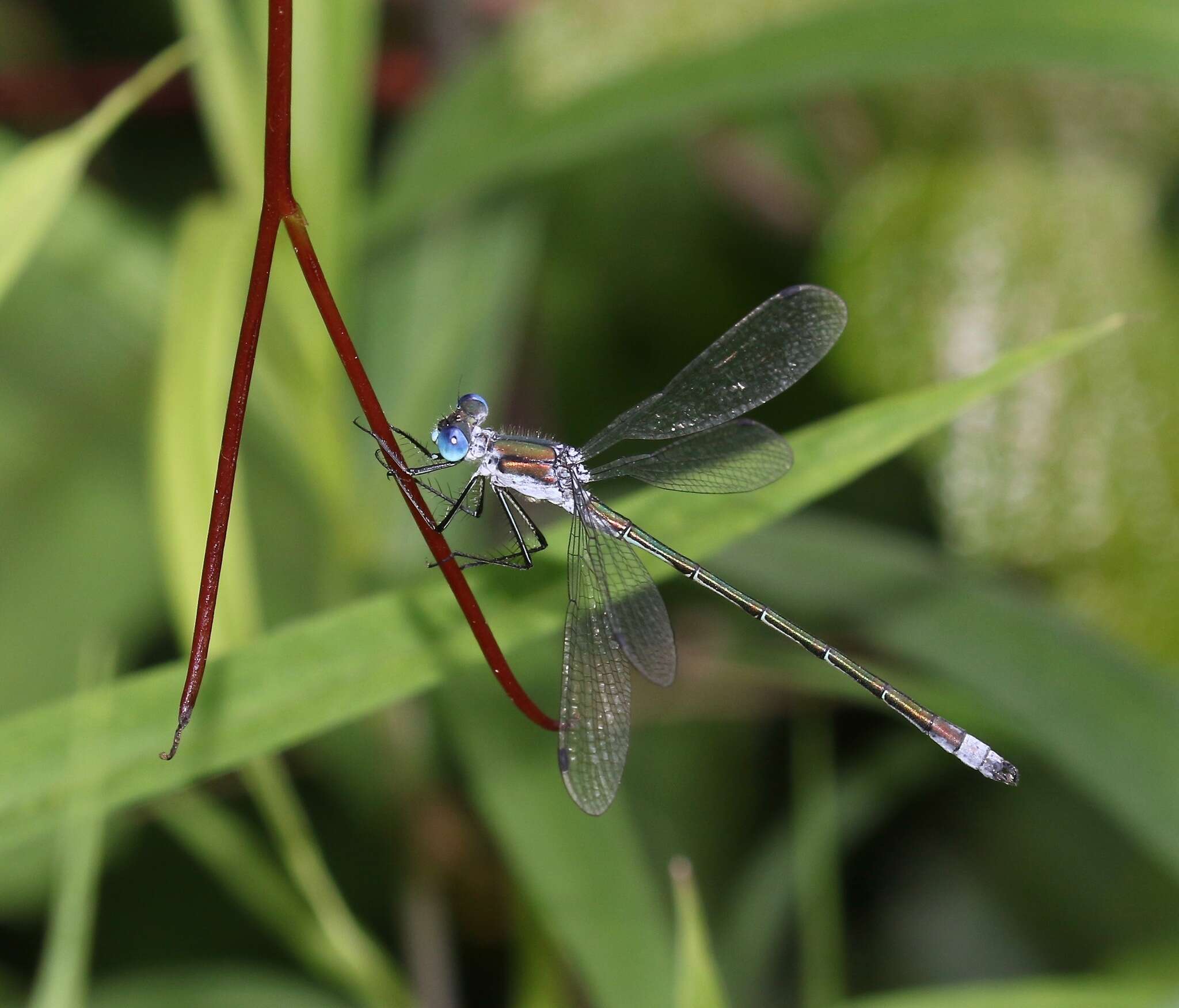 Plancia ëd Lestes dryas Kirby 1890