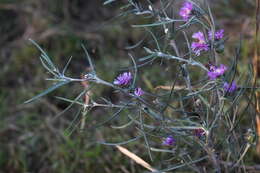 Image de <i>Lessingianthus plantaginodes</i>