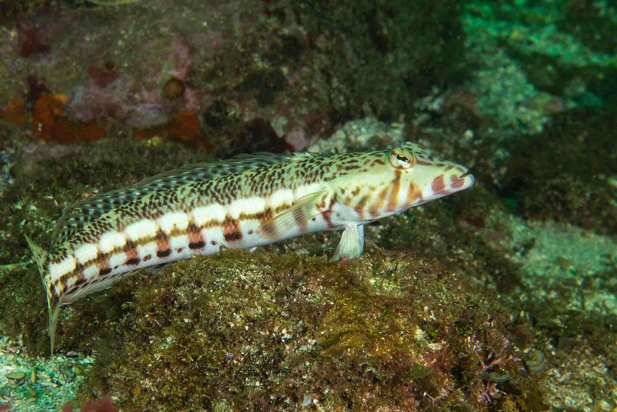 Image of White-streaked sandperch