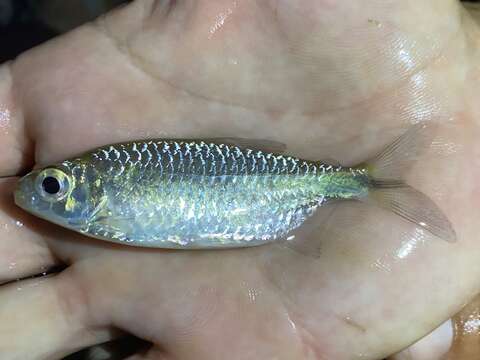 Image of African long-finned tetra