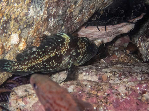 Image of China rockfish