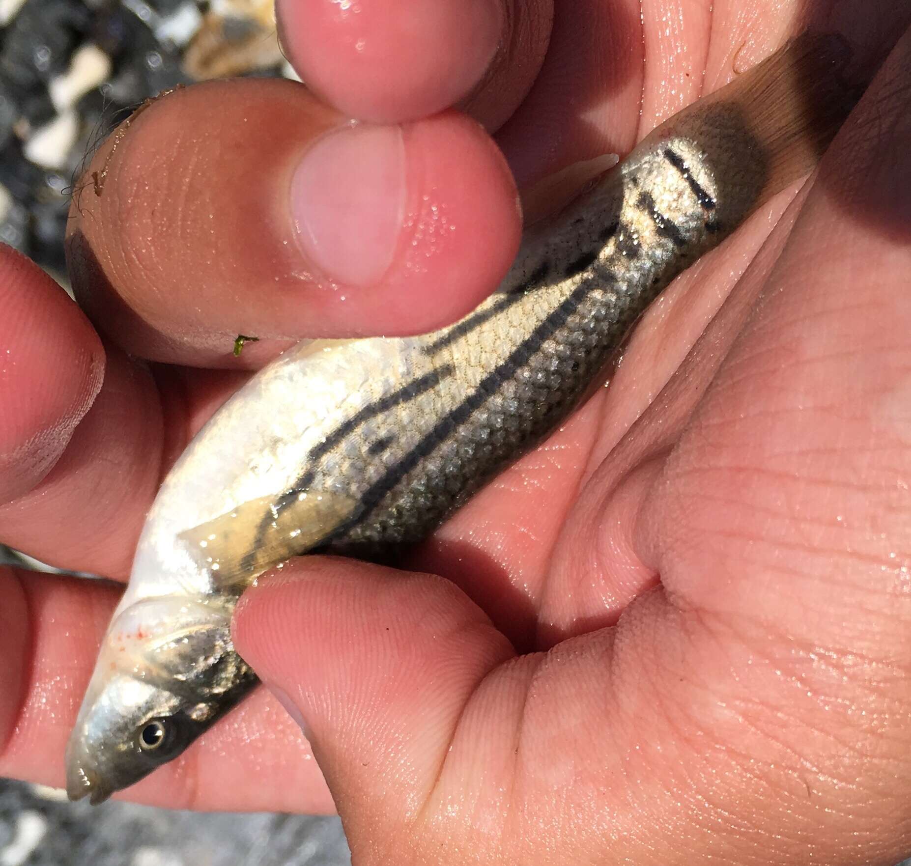 Image of Striped Killifish