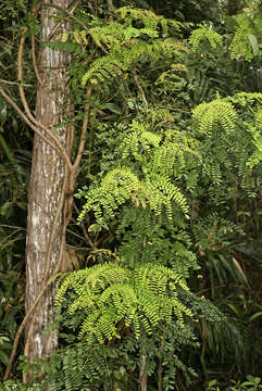 Image of Austrosteenisia stipularis (C. T. White) Jessup