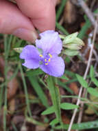 Image of prairie spiderwort