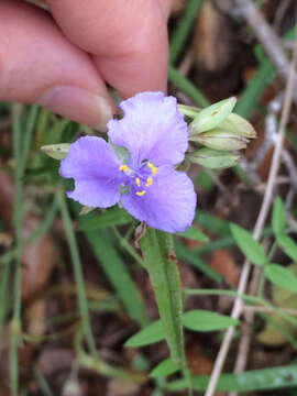 Image of prairie spiderwort