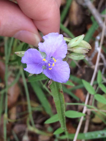 Image of prairie spiderwort