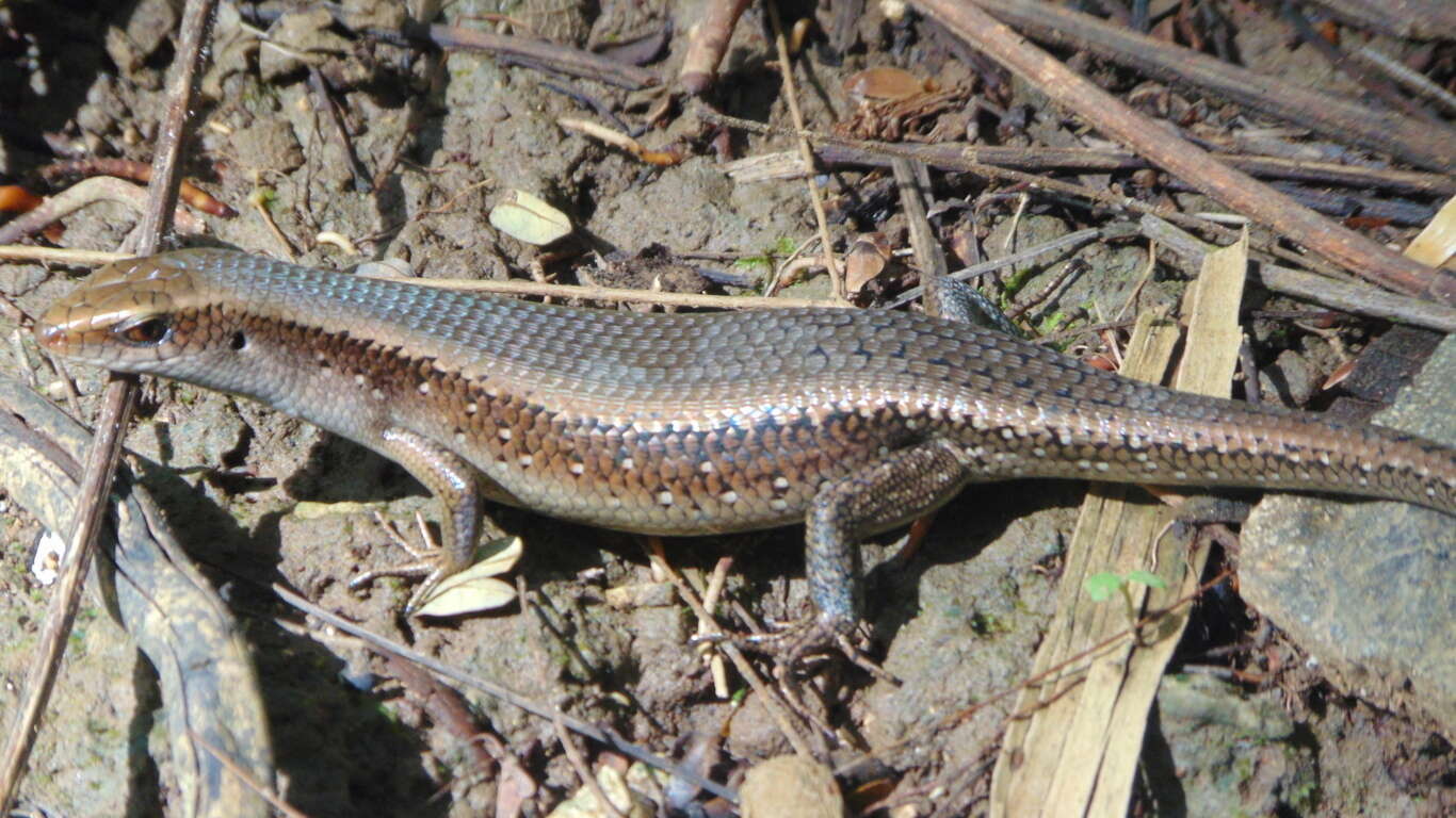 Image of Common Sun Skink