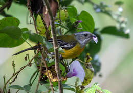 Spindalis nigricephala (Jameson 1835)的圖片