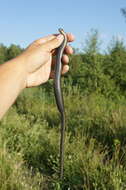 Image of Slow Worm