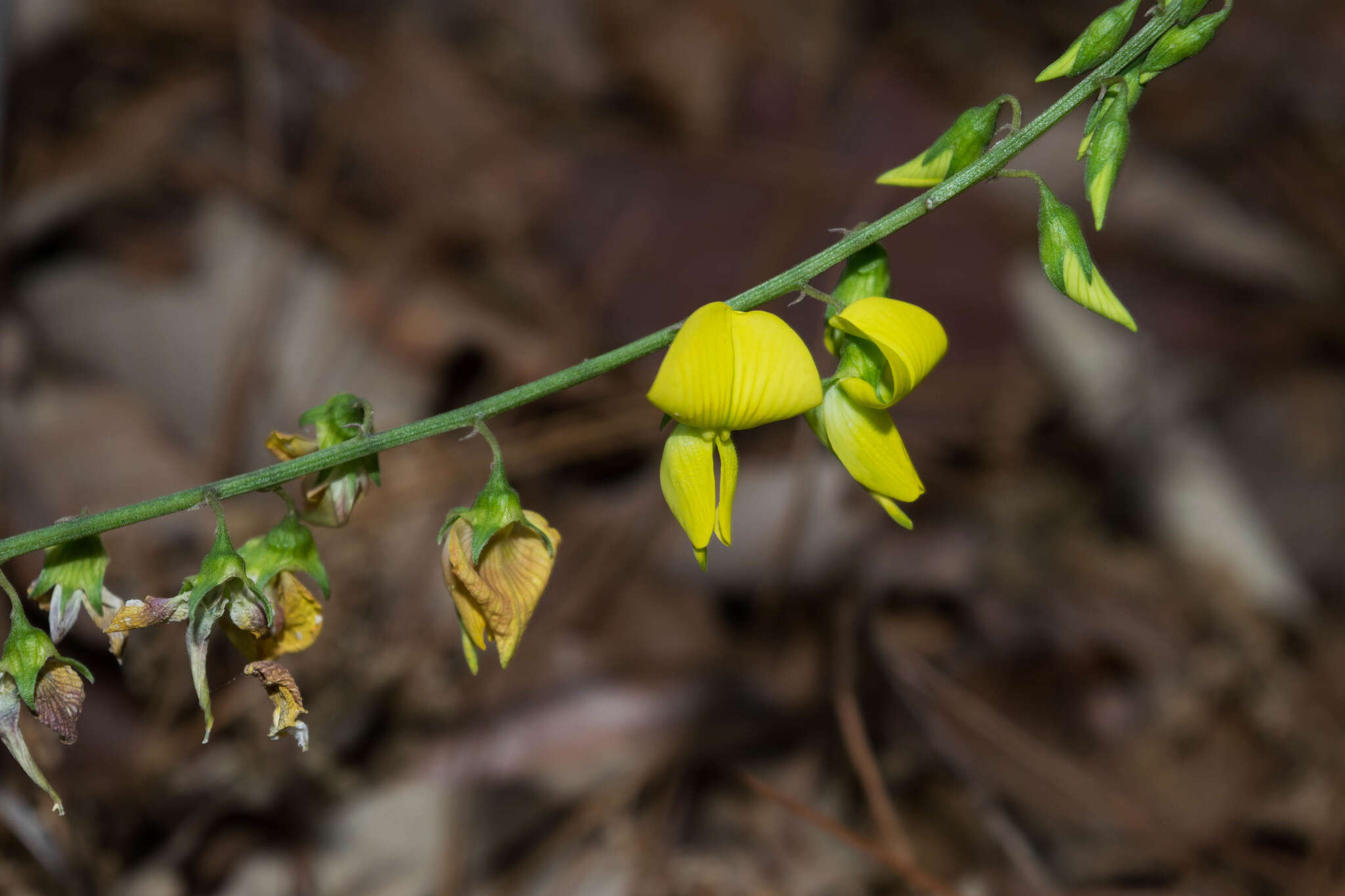 Image of longbeak rattlebox