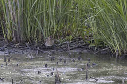 صورة Gallinago nigripennis nigripennis Bonaparte 1839