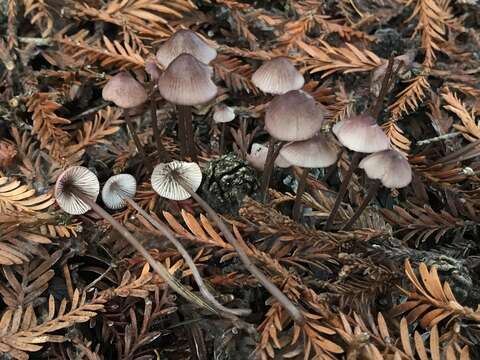 Mycena purpureofusca (Peck) Sacc. 1887 resmi