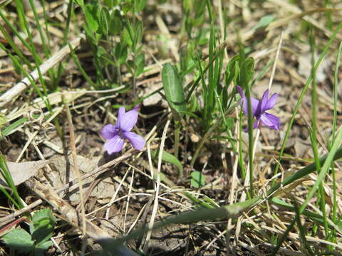 Image de Viola prionantha Bunge