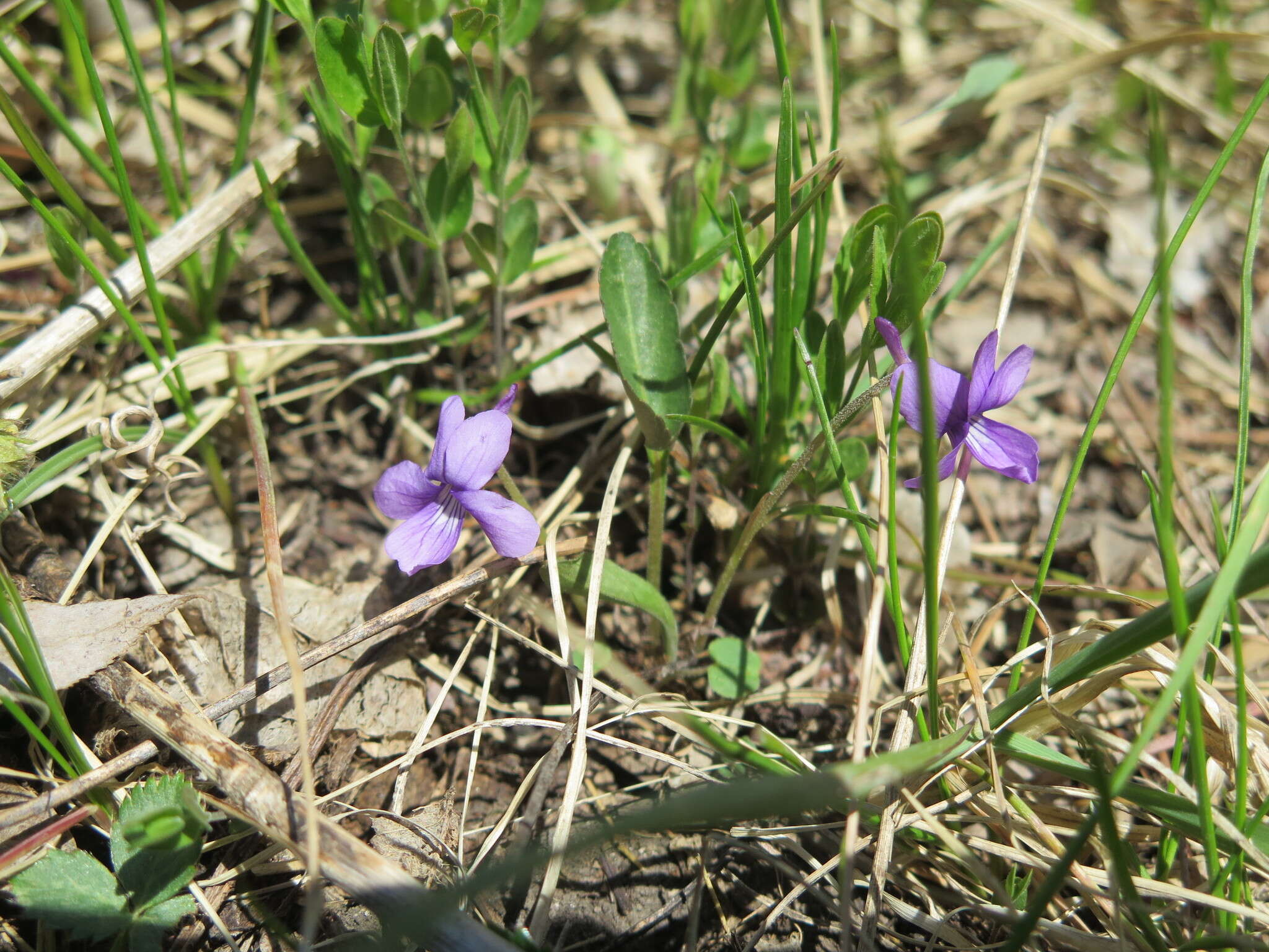 Image of Viola prionantha Bunge