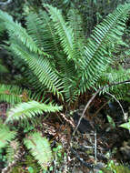 Image of western swordfern